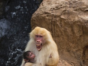 In this Wednesday, Sept. 29, 2015 file photo, Sahara, a rare red-haired female Hamadryas Baboon holds a three-week-old dark-furred baby in the Ramat Gan Safari Park near Tel Aviv, Israel. A new study in France shows that baboons can make human-like vowel sounds, and its authors say the discovery could help scientists better understand the evolution of human speech. (AP Photo/Ariel Schalit, File)