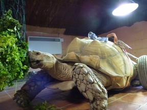 Bert, a 22-year-old African spurred tortoise, who resides in Norfolk, England at the Secret Animal Garden in the Dinosaur Adventure Park has been fitted with wheels because he had too much sex. (Dinosaur Adventure Park photo)