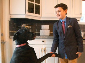 Corinthian Bennett, 9, practises his prime ministerial handshake Thursday with Finnegan, one of the family dogs, at his home in London. (MIKE HENSEN, The London Free Press)