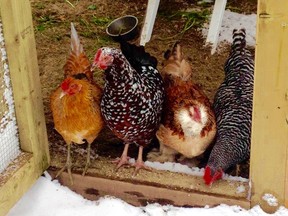 Stony Plain town council took the first steps launching an urban chicken pilot project at a meeting on Jan. 9. Above, the Fafard family from Lacombe show off the four hens they adopted last year when the City of Lacombe began their pilot project. - Photo supplied