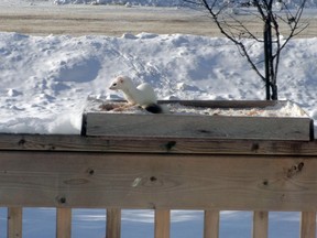 This weasel may be wearing winter white, but Tom Whynott was able to spot it from his patio door in Markstay and snap this photo when the tiny predator made a visit to his bird feeder. Whynott is this week's Sudbury Star Outdoors Photo Contest winner and will receive two Science North passes. Send your contest entries to sud.outdoors@sunmedia.ca.