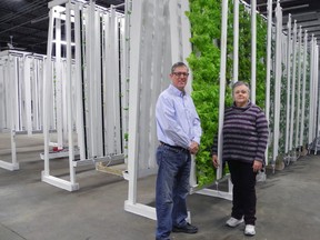 Harvey and Ruth Easton, owners of The Urban Farm in St. Thomas, stand beside their hydroponic growing racks. The couple is now growing several varieties of leaf lettuce, herbs, bok choy, spinach and kale and is hoping to expand to peppers, tomatoes and strawberries in the future.