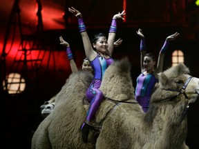 Ringling Bros. and Barnum & Bailey acrobats ride camels during a performance Saturday, Jan. 14, 2017, in Orlando, Fla. (AP Photo/Chris O’Meara)