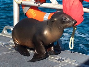 In this Saturday, Jan. 14, 2017 photo released by the U.S. Coast Guard Station Los Angeles, a sea lion hitches a ride on a Coast Guard boat off the coast of Newport Beach, Calif. (U.S. Coast Guard via AP)