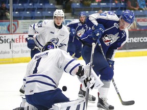 Sudbury Wolves forward Macauley Carson, tries to redirect the puck in front of Mississauga Steelheads goalie  Jacob Ingham during OHL action  in Sudbury, Ont. on Sunday January 15, 2017. The Sudbury Wolves won in a shootout.Gino Donato/Sudbury Star/Postmedia Network