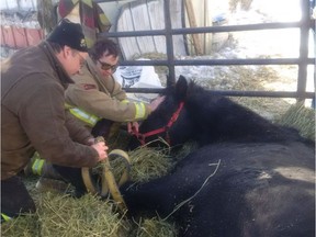 Dunrobin volunteer firefighters used straps usually used to rescue people in vehicle rollovers to pull a horse out of a hole in on Jan. 15, 2017.