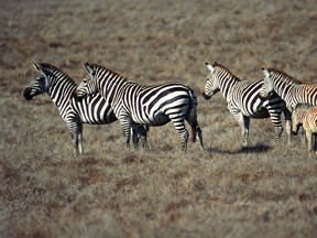 In this Oct. 16, 1996 file photo, Zebras graze on Hearst Ranch property near San Simeon, Calif. (David Middlecamp/The Tribune (of San Luis Obispo) via AP, File)