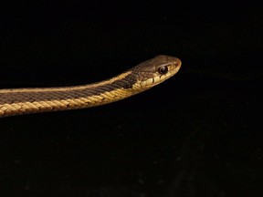 Eastern garter snake (photo submitted)