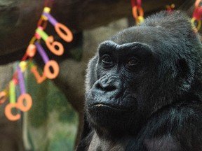 In this Dec. 22, 2016, file photo, Colo sits inside her enclosure during her 60th birthday party at the Columbus Zoo and Aquarium in Columbus, Ohio. (AP Photo/Ty Wright, File)