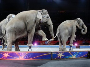 In this May 1, 2016 file photo, Asian elephants perform for the final time in the Ringling Bros. and Barnum & Bailey Circus in Providence, R.I. The Ringling Bros. and Barnum & Bailey Circus will end "The Greatest Show on Earth" in May 2017, following a 146-year run. Declining attendance combined with high operating costs, along with changing public tastes and prolonged battles with animal rights groups all contributed to its demise. (AP Photo/Bill Sikes, File)