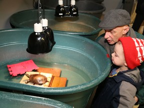 Randy Schienbein and his grandson, Gibson Scott, 2, check out a painted turtle at the Wild at Heart Refuge Centre in Lively, on Wednesday January 18, 2017. Sudbury MP Paul Lefebvre announced more than $131,000 in FedNor funding for the centre and the CNIB during a visit at the refuge centre. John Lappa/Sudbury Star/Postmedia Network