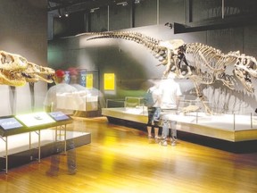 Visitors can get up close to life-sized dinosaur specimens at the Waterloo Region Museum in Kitchener. (James Horan/Australian Museum)