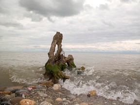 Lake Erie's near shore water was more silty brown than the blue green of an algae bloom as it splashes around the stump of a tree on the north shore of Lake Erie in this Aug. 25, 2015, Free Press file photo.