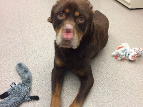 A Rottweiler mix was found in Detroit on Tuesday with its ears and nose cut off. The Michigan Humane Society is offering a US$2,500 reward for the arrest and conviction of whoever hurt the dog. (Michigan Humane Society Photo)
