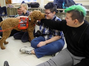 Paddington the service dog gives a big kiss to Grade 12 Arthur Voaden Secondary School student Mir Boyse, left, and gets plenty of pets from Grade 9 student Alex Reinke. Two Thames Centre Service Dogs and their handlers held workshops for students Wednesday morning as part of the school's Wellness Day.