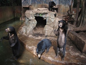 Sun bears wave their arms in their enclosure at the Bandung Zoo in West Java, Indonesia, on Jan. 18, 2017. (AFP PHOTO/TIMUR MATAHARI)