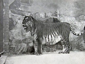 Caspian tiger (Wikimedia commons)