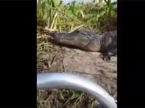 Moments later, this massive gator leapt into the boat.