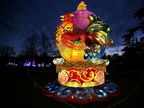 A light sculpture depicting a King Rooster, in honour of chinese year of the Rooster 2017, is seen during a photocall to promote the Magical Lantern Festival at Chiswick House Gardens in west London on January 18, 2017. The Silk Road was chosen as the festival theme for 2017 due to its historical significance. A very current topic of huge cultural importance as it spread trade and culture between East and West dating back to the Western Han Dynasty of China in 206 BC. / AFP / DANIEL LEAL-OLIVAS (Photo credit should read DANIEL LEAL-OLIVAS/AFP/Getty Images)