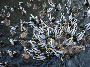 Male and female mallards scramble for bread thrown into the pond beside Storybook Gardens by visitors to Springbank Park this week. (BARBARA TAYLOR, The London Free Press)