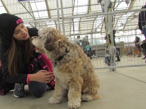 Savannah Swartz, 12, greets a dog at the DeGroot's Nurseries Dog Park Day on Saturday January 21, 2017 in Sarnia, Ont. The Sarnia & District Humane Society turned the nurseries' greenhouse into a dog park for a day. The event was free, but donations were collected for the Sarnia and District Humane Society. Paul Morden/Sarnia Observer/Postmedia Network