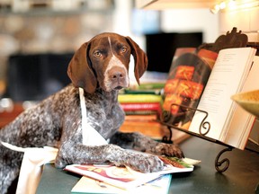 A dog making breakfast plans? On Opposite Day, why not? (Getty)