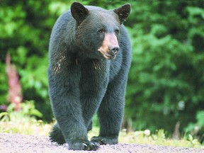 Huron County animal control officer, Bob Trick said last year he recorded the most bear sightings ever to date. He believes there are bears hibernating in Huron County. (Postmedia file photo)