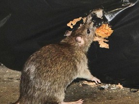 A rat eats garbage. (Toronto Sun files)