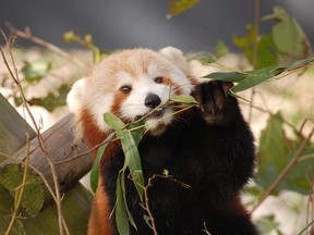 Sunny the red panda is missing from the Virginia Zoo. (Virginia Zoo)