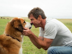 Dennis Quaid bonds with Buddy in "A Dog's Purpose." (Joe Lederer/Universal Pictures-Storyteller Distribution Co.)