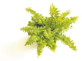 fern