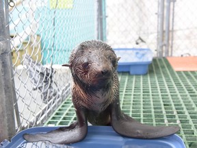 This baby northern fur seal is doing much better at the Vancouver Aquarium Marine Mammal Rescue Centre this week after he was rescued off Vancouver Island, staff say. (Vancouver Aquarium Photo)