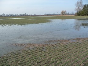 A field of winter wheat near Brigden, earlier this week. Too much moisture can be a problem for Lambton County’s cash crop farmers. It can also be a problem for backyard gardens in Sarnia, writes gardening specialist John DeGroot. (SUBMITTED PHOTO)