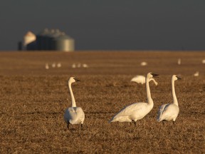Tundra swans, seen here in this Postmedia file photo, have already begun arriving in Lambton County. The birds typically don't land until early March, but have been sighted in the former Thedford bog as early as Jan. 20. (Mike Drew/Postmedia Network)