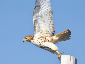 The heart of winter is a great time for viewing raptors. The most common is the red-tailed hawk. With yellow eyes and a banded tail, this is a first-year bird. Other buteos and accipiters as well as harriers and owls can be seen hunting over Middlesex County fields. (MICH MacDOUGALL, Special to Postmedia News)