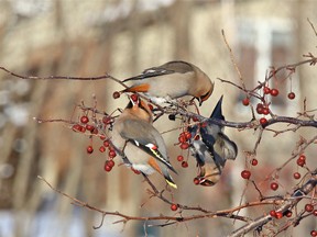 Outdoors photo waxwings