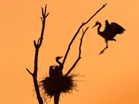 Ramin Izadpanah's silhouette photograph of a blue heron landing to feed her chicks, taken from a spot on Rideau River Road in Kemptville, was named the 2016 Wildlife Photo of the Year in the flora and fauna category by Canadian Geographic. Photography by Ramin