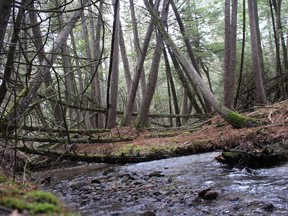 The Oak Ridges Moraine (Anita De Vries photo).