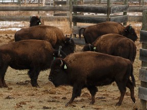 Bison, part of a herd of 16 bison being shipped from Elk Island National Park to Banff National Park, are seen in a paddock at Elk Island National Park on Sunday, January 29, 2017. Ian Kucerak / Postmedia