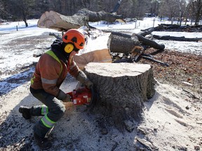 Arborist Matthew Madden of Eco Tree Care cuts up a tree stump in Ivy Lea Campground on Monday. The program to remove dozens of trees deemed hazardous has upset many area residents. (Elliot Ferguson/The Whig-Standard)