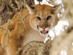 Cougar sightings are on the rise, but most of the cougar sightings in and around Whitecourt lately are of the same animals according to a local biologist (File photo).