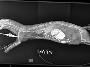 This image provided by Kansas State University shows the radiograph revealing the implantation of the pacemaker in the abdomen of a ferret at Kansas State University's Veterinary Health Center in Manhattan, Kan. (Kansas State University via AP)