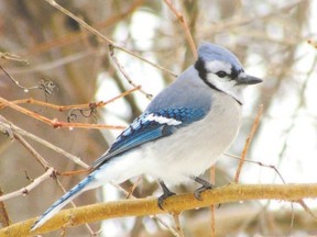 Blue jays, well known for their raucous calls, are named for their ?jay? call. They have alternate calls such as a ?rusty pump handle,? but they also imitate other birds such as hawks. (PAUL NICHOLSON/SPECIAL TO POSTMEDIA NEWS)