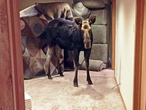 In this Sunday, Jan. 29, 2017 photo, a moose is seen after she fell through an unlatched window into the basement of a home in Hailey, Idaho. Law enforcement and DFG officers first tried to shoo the moose upstairs. The moose was then tranquilized, and eight officers carried the approximately 600-pound animal up the stairs. (Alex Head/Idaho Department of Fish and Game via AP)