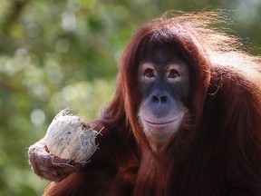 In this Dec. 31, 2015, file photo, Tsunami, an eleven year old female Sumatran Orangutan eats fruit during her birthday celebration at the National Zoo Ape Center in Kuala Lumpur, Malaysia. (AP Photo/Joshua Paul, File)