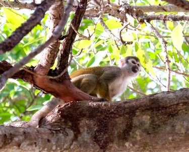 Wild monkeys are just part of the attraction at Bonnet House in Fort Lauderdale. JIM BYERS PHOTO