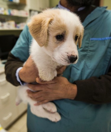 "Cupid" visits the vets on Wednesday February 1, 2017.  Cupid was born with two hind legs and was found  tied up in a garbage bag and left in a dumpster. Craig Robertson/Toronto Sun/Postmedia Network