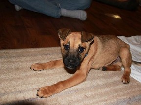 This Valentine’s Day, Global Pet Foods and Michael “Pinball” Clemons are asking Canadians to show love to shelter pets. Pets like Jackson, a 3-month-old puppy who was found abandoned with severe burns on his stomach in Alberta. He is now recovering with a foster family until he finds his forever home, thanks to a local shelter in Calgary. (HANDOUT/PHOTO)