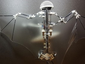 This photo provided by Alireza Ramezani, University of Illinois, shows a Bat Bot, a three-ounce flying robot that they say can be more agile at getting into treacherous places than standard drones.  (Alireza Ramezani/University of Illinois via AP)