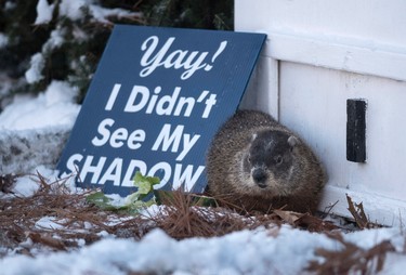 Shubenacadie Sam predicts an early spring after emerging from his burrow at the wildlife park in Shubenacadie, N.S. on Thursday, Feb. 2, 2017.  THE CANADIAN PRESS/Darren Calabrese
